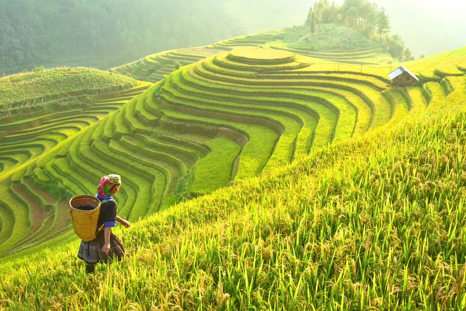 Southeast Asian Rice Field